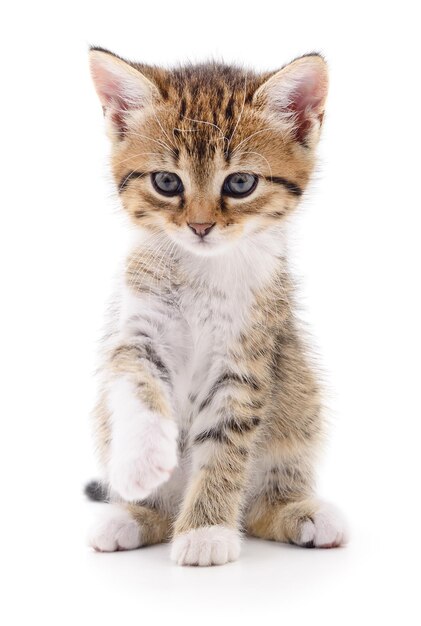 Small brown kitten isolated on white background.