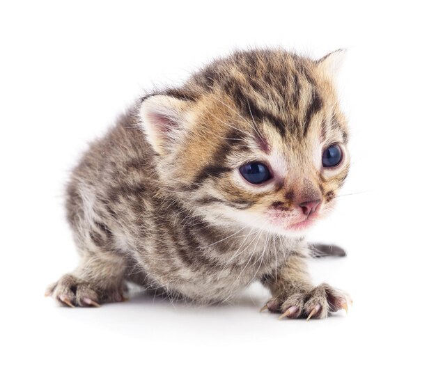 Small brown kitten isolated on white background.