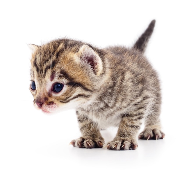 Small brown kitten isolated on white background