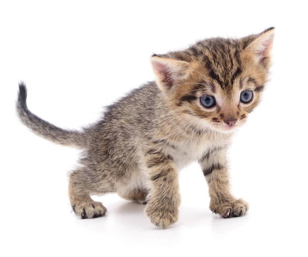 白い背景で隔離の小さな茶色の子猫