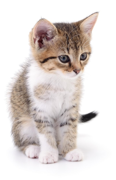 白い背景で隔離の小さな茶色の子猫