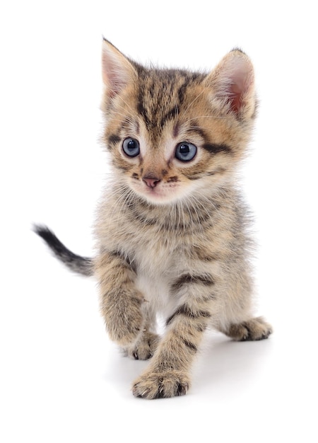 Small brown kitten isolated on white background