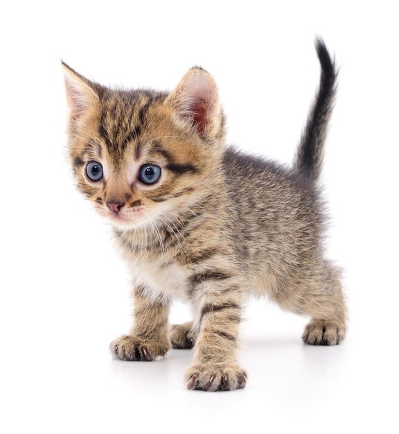 Small brown kitten isolated on white background