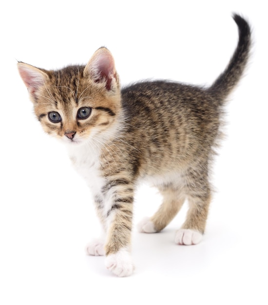 Small brown kitten isolated on white background