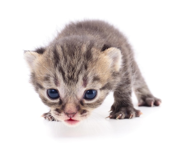 白い背景で隔離の小さな茶色の子猫