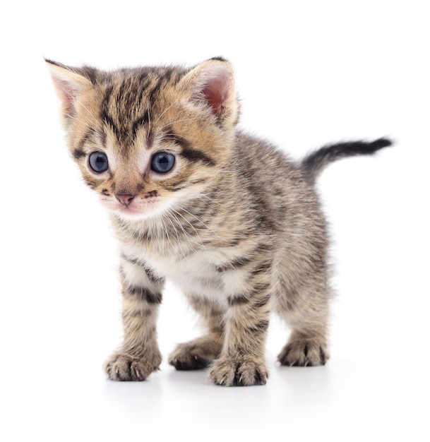 Small brown kitten isolated on white background