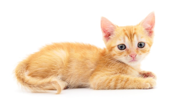 Small brown kitten isolated on white background