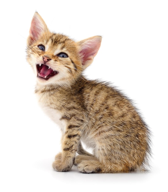 Маленький коричневый котенок, изолированный на белом фоне