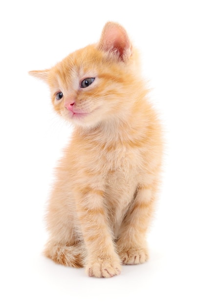 Small brown kitten isolated on white background