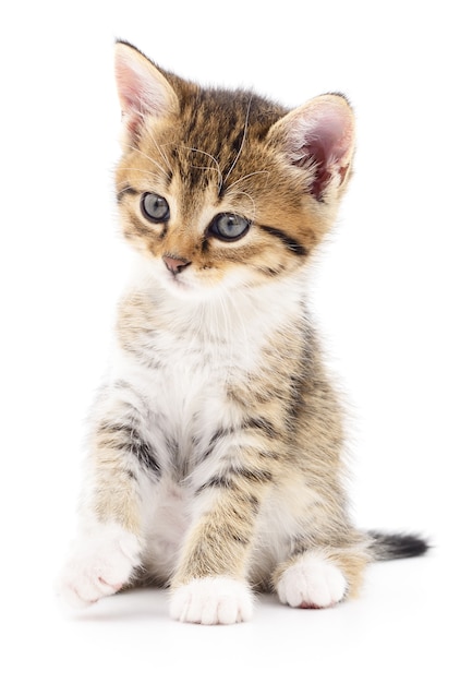 Small brown kitten isolated on white