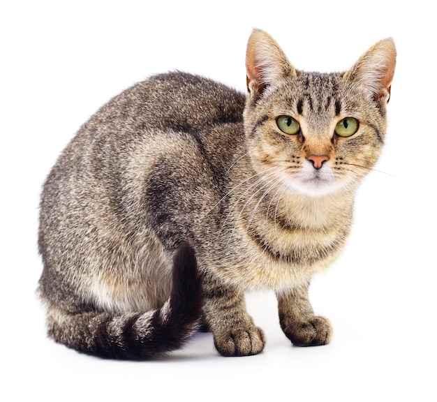 Small brown kitten isolated on white