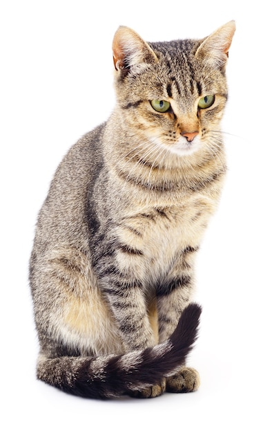 Small brown kitten isolated on white