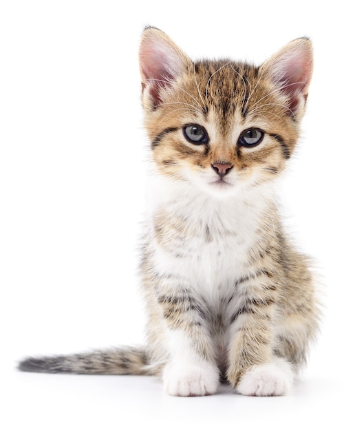 Small brown kitten isolated