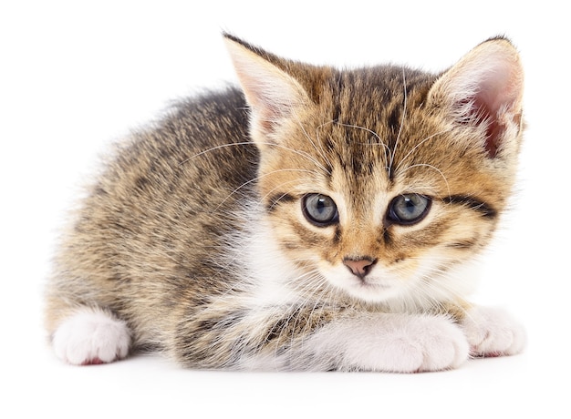 Small brown kitten isolated