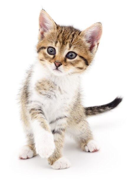 Small brown kitten isolated