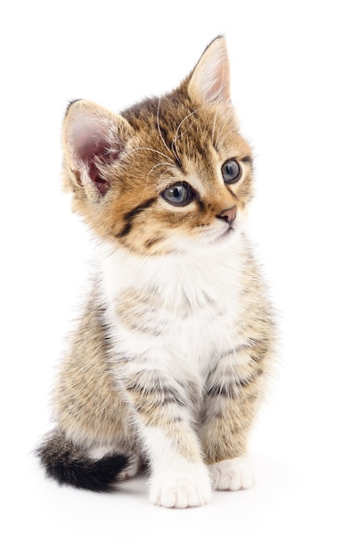 Small brown kitten isolated