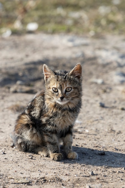 Small brown kitten sitting on the ground.