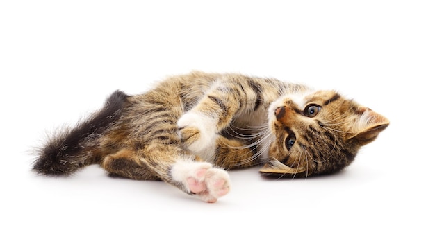 Small brown kitten on a white background