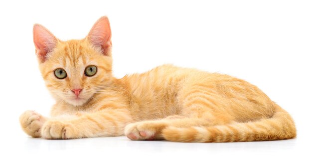 Маленький коричневый котенок