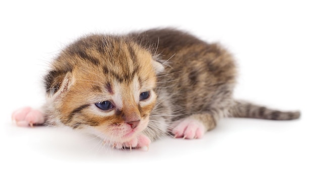 Small brown kitten