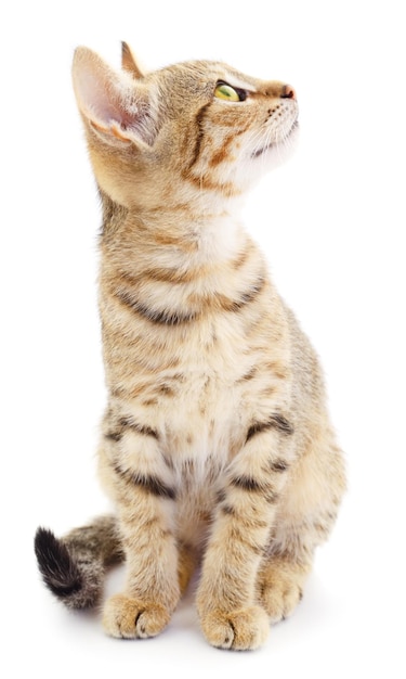Piccolo gattino marrone