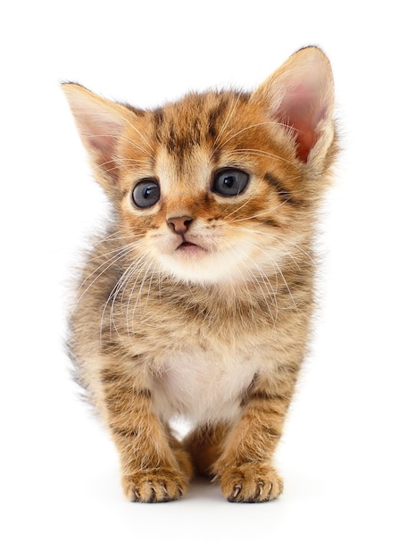 Маленький коричневый котенок
