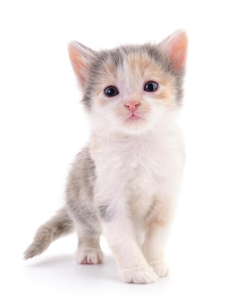 Photo small brown kitten