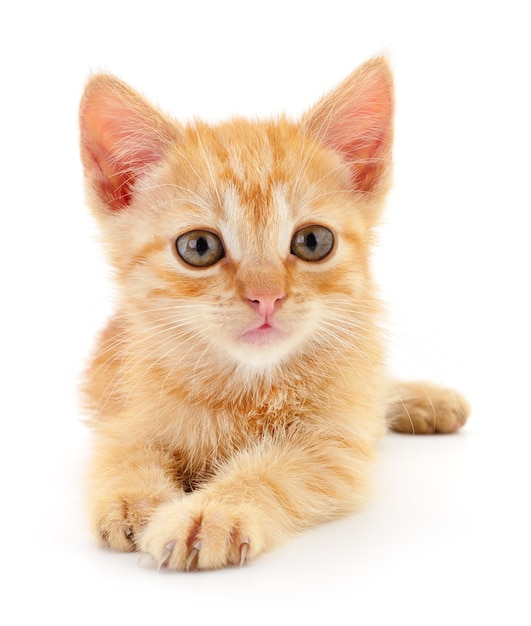 写真 小さな茶色の子猫