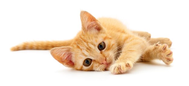 Маленький коричневый котенок