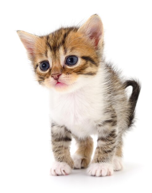 Маленький коричневый котенок
