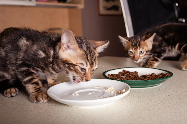 小さな茶色のヒョウベージュのベンガル子猫がベージュのバーテーブルに座って、受け皿から煮た鶏肉を食べます