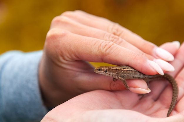  small brown lizard