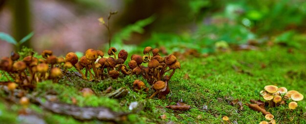 small brown mushrooms on green moss