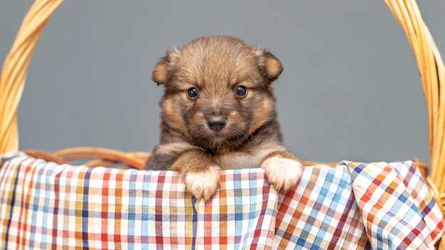 Small brown puppy in a wicker basket