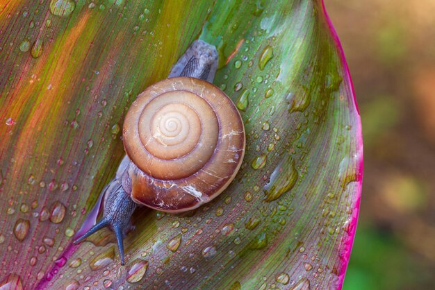 Foto piccola lumaca marrone su foglia verdesnail che striscia sulla fogliagocce d'acqua astratte sul fiore leafafrica