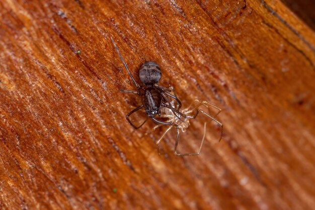 외골격과 교환되는 Scytodes 속의 작은 갈색 침을 뱉는 거미