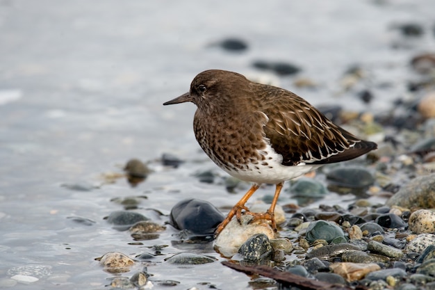 Esquimalt Lagoon, Victoria, Bc Canada에 있는 작은 갈색 턴스톤 새