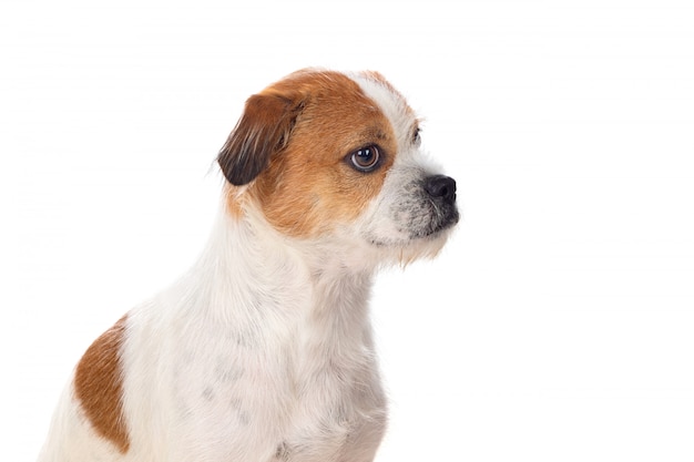 Foto piccolo cane marrone e bianco