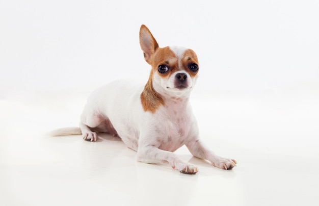 Small brown and white dog