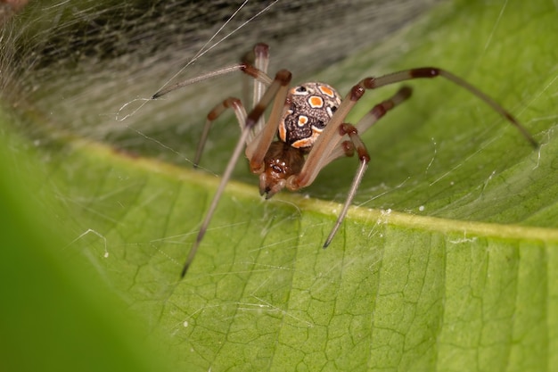 Photo small brown widow of the species latrodectus geometricus