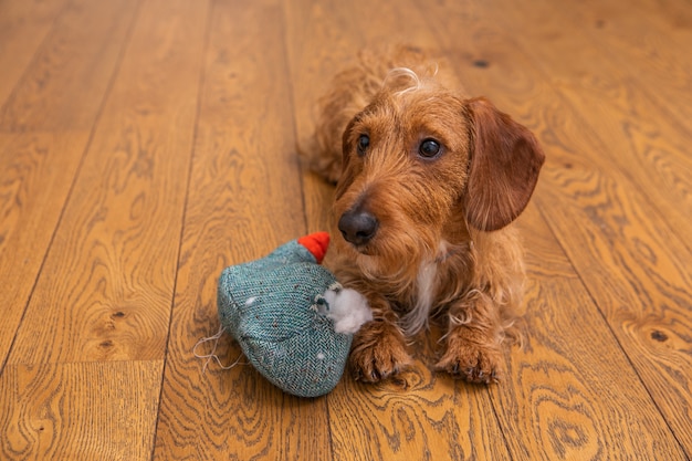Photo small brown wire-haired dachshund with destroyed toy