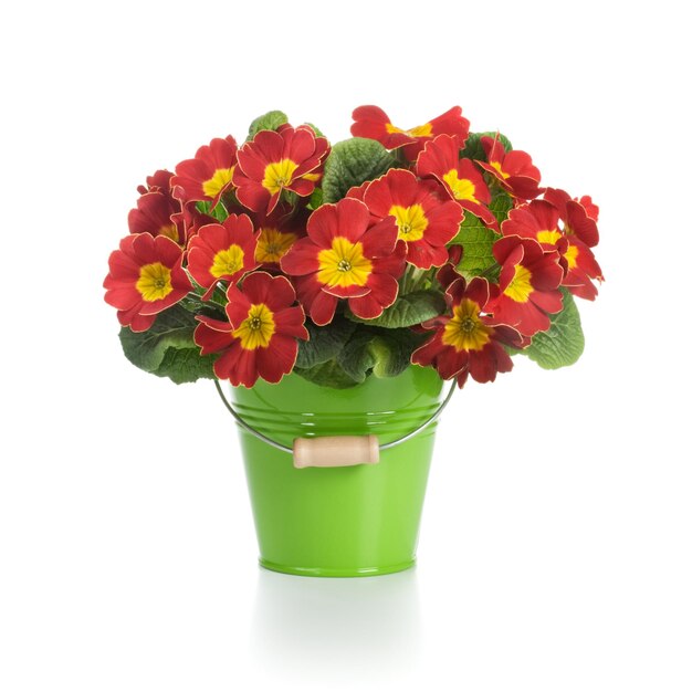 Small bucket of red primrose flowers on white background