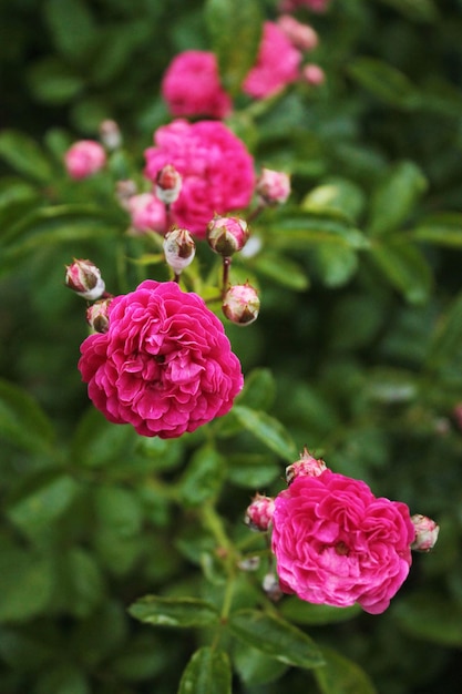 Small buds of pink roses flaunt in the sun