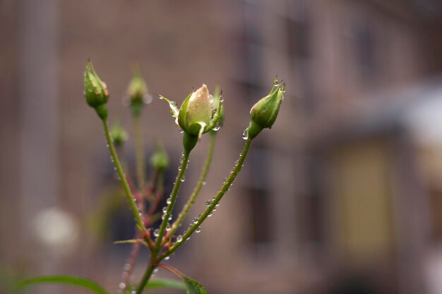 Foto piccoli boccioli di rose bianche con spine sullo sfondo naturale