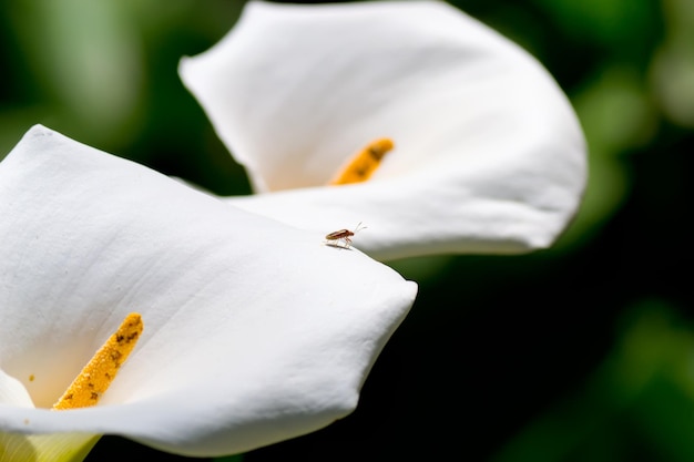 Small bug on a calla lily