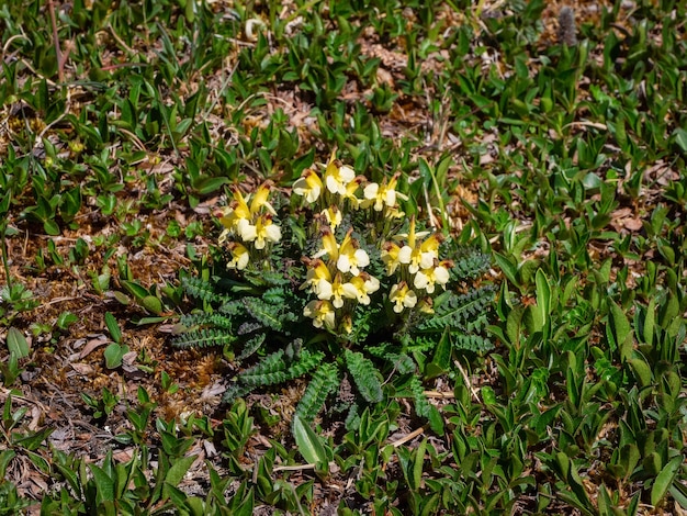 緑の草の上の野生の黄色い花の小さな茂み。シベリアのアルタイ山脈で育つキバナシオガマ（Pedicularis oederi）の黄色い野花。