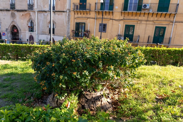 A small bush with green leaves is in a grassy area