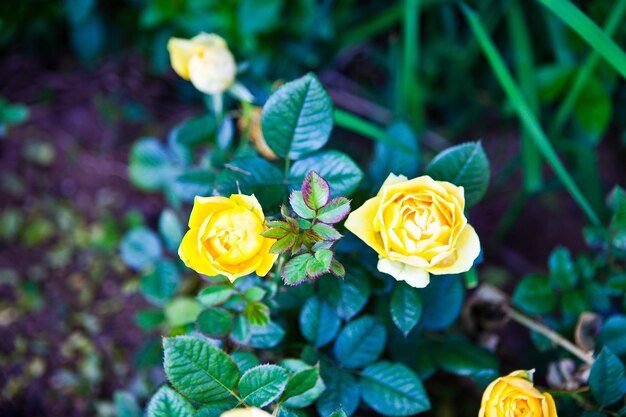A small bush of yellow roses with green leaves and the word