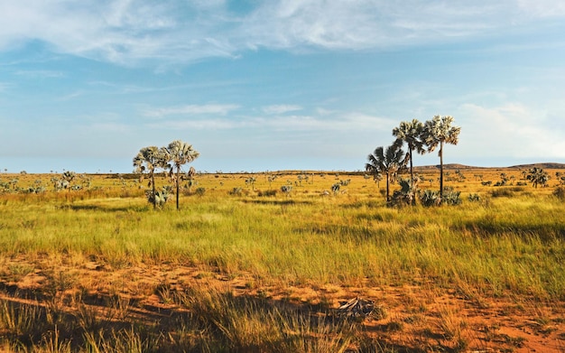 Small bushes, grass and low palm trees on sides of road near town of Ilakaka - typical Madagascar landscape