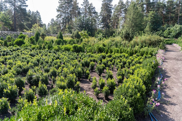 Small bushes grow in the garden